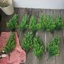 Miniature Evergreens x 10 Image 3