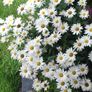 Shasta daisy's Plant, perianal plant Image 4