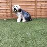 Large old english sheepdog Image 2