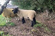 Suffolk 2 Year old ram