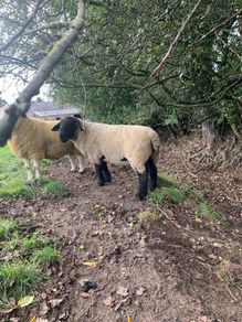 Suffolk 2 Year old ram