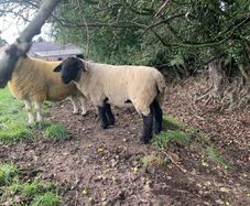 Suffolk 2 Year old ram