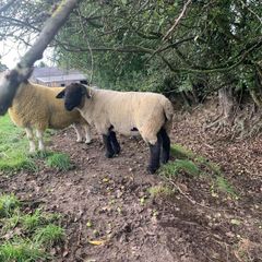 Suffolk 2 Year old ram