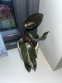 plant Philodendron Pink Princess