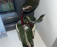plant Philodendron Pink Princess
