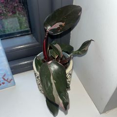 plant Philodendron Pink Princess