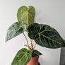 Anthurium Regale Plant Image 2