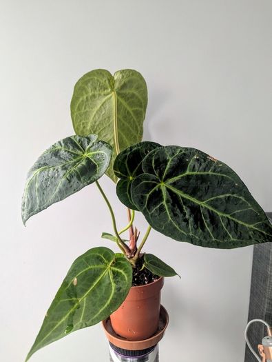 Anthurium Regale Plant