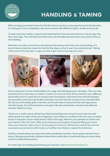 Hamster Care Guide