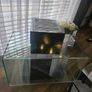 fish tank. Image 8