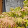 Maple Tree Image 5
