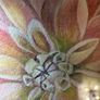 Original Elizabeth A McEwen RUA - Botanical Artwork - Dahlia - 1985 Image 3
