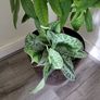 Pachira planter Image 4