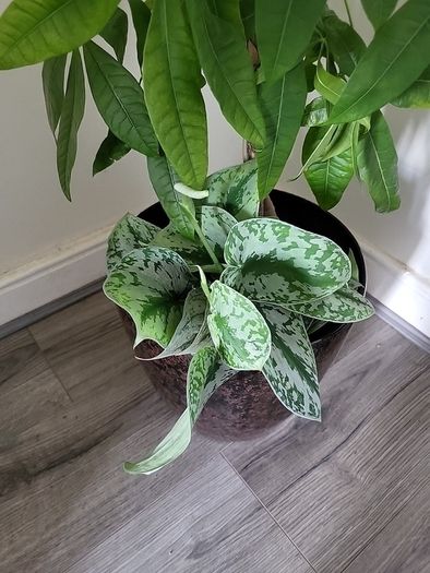 Pachira planter