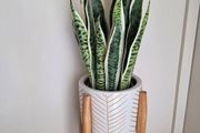 Fake Plant