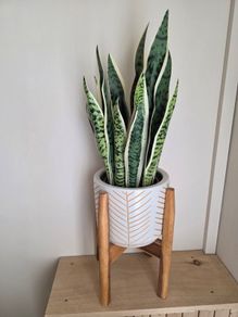 Fake Plant
