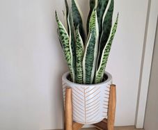 Fake Plant
