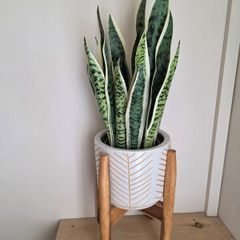 Fake Plant
