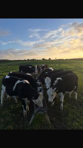 Hereford Weanlings Heiferes No Movements