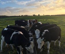 Hereford Weanlings Heiferes No Movements