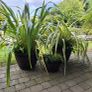 Patio plants Image 8