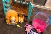 Mama surprise Guinea Pig and Animagic Let's Glo Axolotl bubble reef set