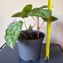 Plant Image 4