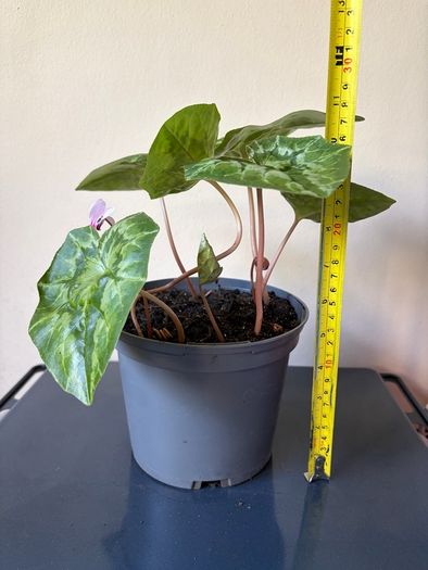 Plant