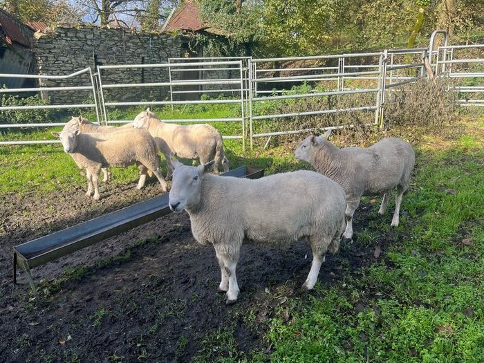 SIS Pedigree Cheviot and Charollais