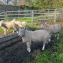 SIS Pedigree Cheviot and Charollais Image 2