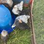 Chicks Image 3