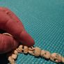 Bone necklace Image 5