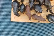 Collectable elephants