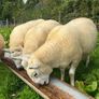 Texel hogget rams Image 2