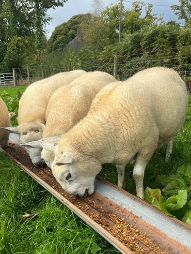 Texel hogget rams