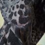 Marks and Spencer Black Leopard Velour-feel Midi Dress, Size 10 Image 9