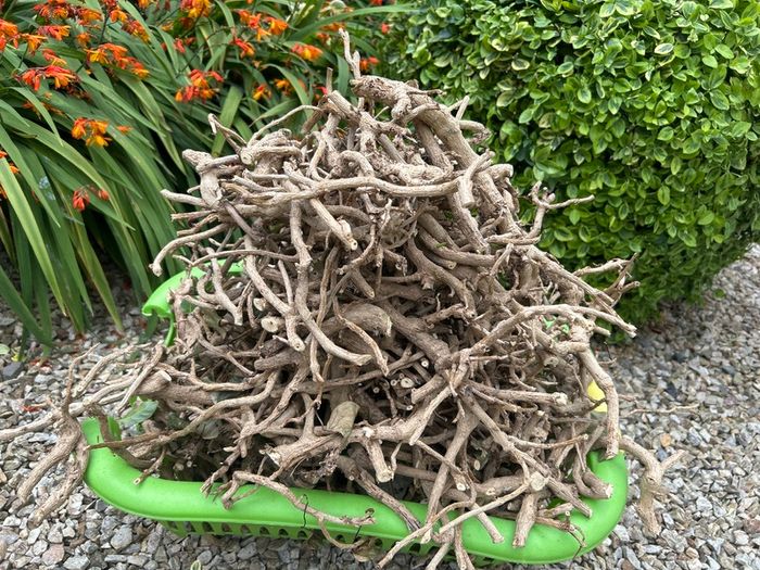 Fire wood