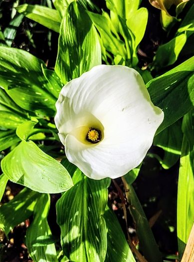 Plant Sale