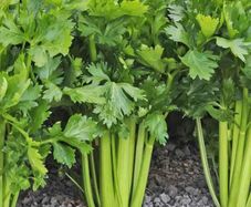 (C) Celeriac Tall Utah 52/70 seeds 0.05g (125111)