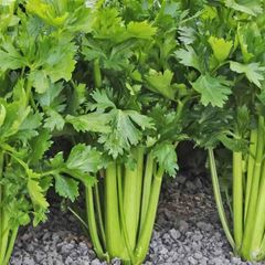 (C) Celeriac Tall Utah 52/70 seeds 0.05g (125111)