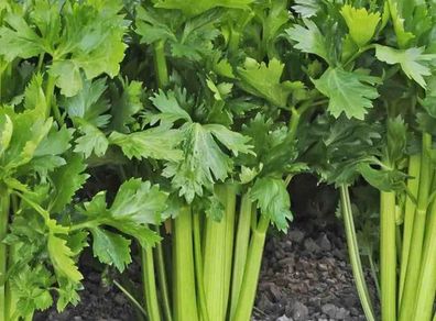 (C) Celeriac Tall Utah 52/70 seeds 0.05g (125111)