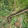 Quicke Loader Image 3