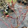 Medium Bush Blueberry 2l pot available in September Image 2