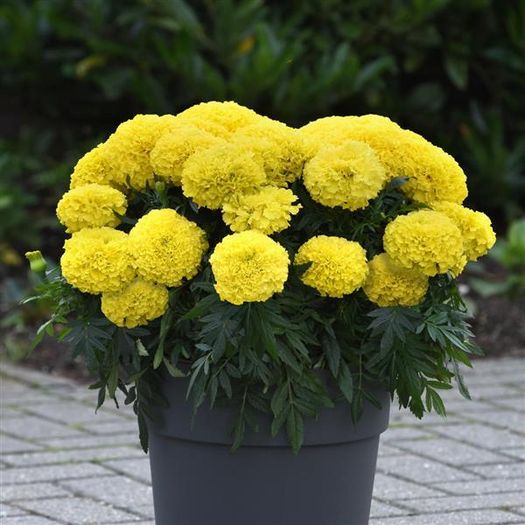 (M) French Marigold Calando Lemon seeds 0.5g (415373)