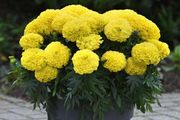 (M) French Marigold Calando Lemon seeds 0.5g (415373)