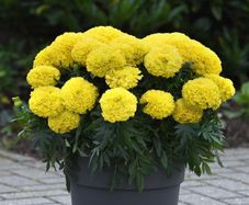 (M) French Marigold Calando Lemon seeds 0.5g (415373)