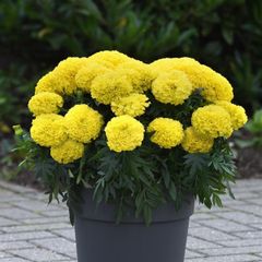 (M) French Marigold Calando Lemon seeds 0.5g (415373)