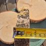 Birch Wood Slices Cookies Image 2