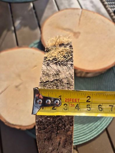 Birch Wood Slices Cookies