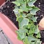 Algerian  Ivy Image 2